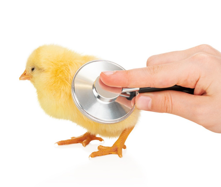 Účinky živin krmiva na zdraví brojlerových kuřecích stehen