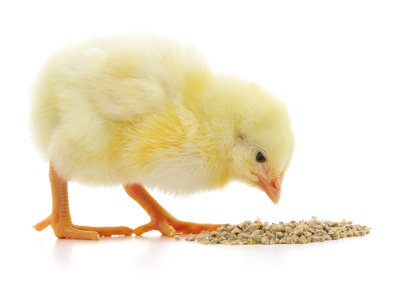 Jak zlepšit nutriční složení krmiva pro kuřata