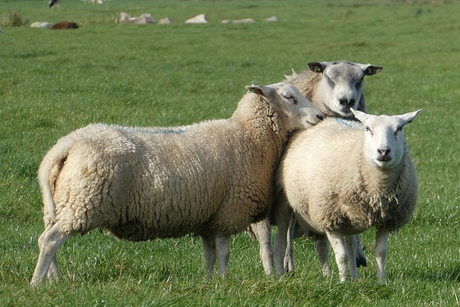 sheep-3752739_640.jpg