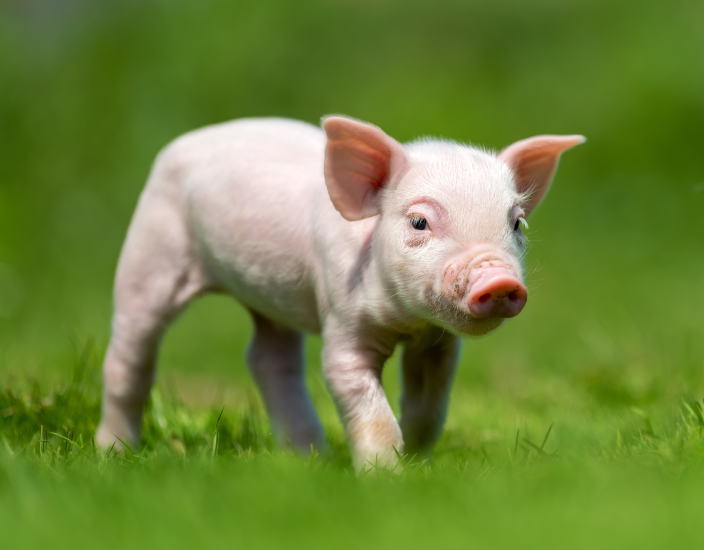 Polifar Pig Premixy: Zajištění výživy v každé fázi růstu