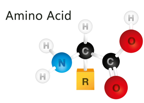 amino acid.jpg
