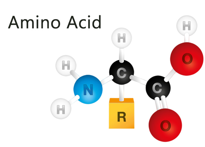 Základy omezení aminokyselin